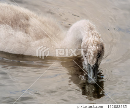 A juvenile swan dips its beak into the water of a lake to drink. The cygnet's fluffy feathers are visible, along with a reflection in the water's surface. A juvenile swan dips its beak into the water of a lake to drink. The cygnet's fluffy feathers are visible, along with a reflection in the water's surface. 132882285
