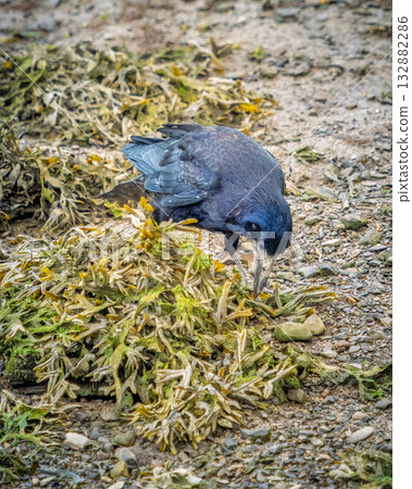 A black crow with iridescent blue feathers searches through a pile of seaweed for food. It is low tide on the beach, with rocks and sand surrounding the seaweed. A black crow with iridescent blue feathers searches through a pile of seaweed for food. It is low tide on the beach, with rocks and sand surrounding the seaweed. 132882286