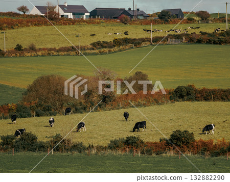 Cattle peacefully graze in a green pasture surrounded by shrubbery. Farmhouses are nestled into the rolling landscape in the background of West Cork, Ireland. Cattle peacefully graze in a green pasture surrounded by shrubbery. Farmhouses are nestled into the rolling landscape in the background of West Cork, Ireland. 132882290