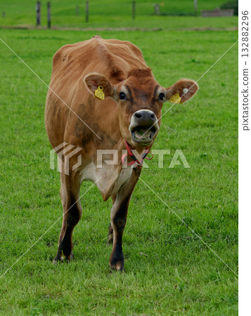 A brown cow wearing a red collar stands in a bright green pasture. The cow is looking at the camera with its mouth open, mooing. 132882296