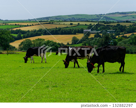 Black cows eat grass in a green field in rural West Cork, Ireland on a sunny day. 132882297