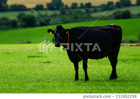 A black cow stands in a grassy field. The cow is wearing a red collar and has yellow ear tags. The landscape of rolling green hills is in the background in West Cork. A black cow stands in a grassy field. The cow is wearing a red collar and has yellow ear tags. The landscape of rolling green hills is in the background in West Cork. 132882298
