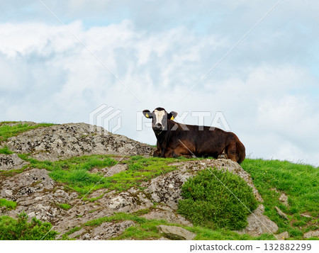 Black cow lounges on grassy hilltop in rural West Cork, Ireland under cloudy skies during the daytime. Black cow lounges on grassy hilltop in rural West Cork, Ireland under cloudy skies during the daytime. 132882299