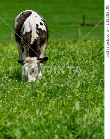 A cow with black and white markings is grazing peacefully in a bright green field. The peaceful scene is set in West Cork, Ireland. 132882300
