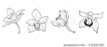 Set, clip art of vanilla flower, orchid phalaenopsis with large petals. Graphic line art hand drawn ink black and white vector 132882365