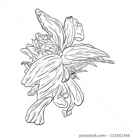 Gorgeous open peony bud with cute petals. Graphic line art hand drawn ink black and white illustration vector picture 132882366
