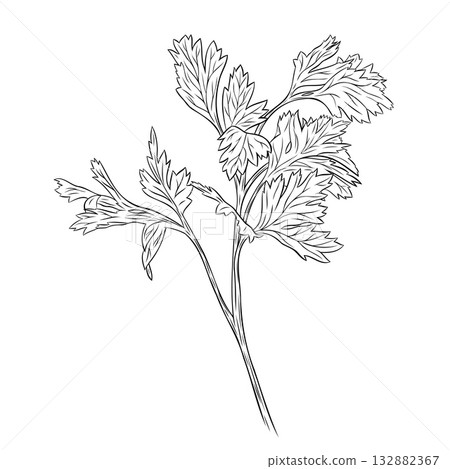 Monochrome botanical fragrant herb drawing of parsley plant isolated on white background. Graphic hand drawn ink vector 132882367