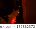 A cat gnaws on a New Year's garland 132882372