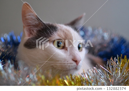White cat lying in New Year's tinsel White cat lying in New Year's tinsel 132882374