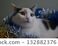 White cat lying in New Year's tinsel 132882376