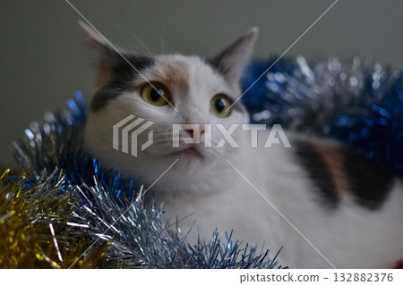 White cat lying in New Year's tinsel White cat lying in New Year's tinsel 132882376