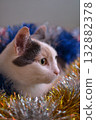 White cat lying in New Year's tinsel 132882378