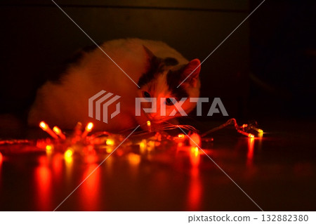 White cat and red garland White cat and red garland 132882380