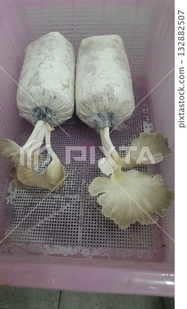 Oyster mushroom cultivation mycelium substrate plastic bag sprouting farm harvest fresh organic fungi edible gill cluster Oyster mushroom cultivation mycelium substrate plastic bag sprouting farm harvest fresh organic fungi edible gill cluster 132882507