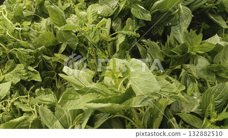 Fresh basil leaves, green herb, aromatic foliage, organic produce, leafy texture, kitchen ingredient, culinary herb 132882510