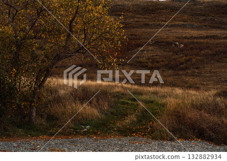 Lonely tree beside dry autumn hillside meadow 132882934