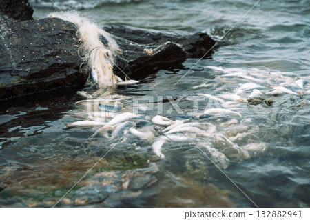 Dead small fish entangled in fishing net by rocky shore 132882941