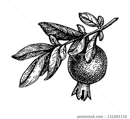 Pomegranate branch with fruit ink sketch. Pomegranate branch with fruit ink sketch. 132883138