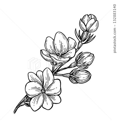 Jasmine Sambac Maid of Orleans ink sketch. Jasmine Sambac Maid of Orleans ink sketch. 132883140