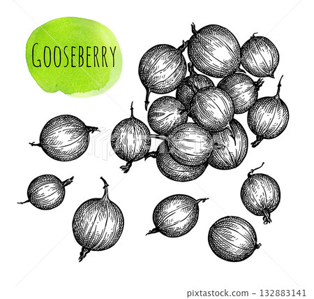 Gooseberry ink sketch Gooseberry ink sketch 132883141