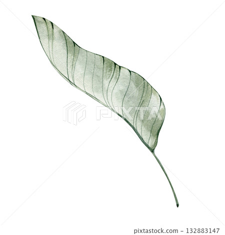 Delicate watercolor illustration of a long tropical leaf. Minimal botanical artwork suitable for elegant prints, natural decor, and exotic design projects. Delicate watercolor illustration of a long tropical leaf. Minimal botanical artwork suitable for elegant prints, natural decor, and exotic design projects. 132883147