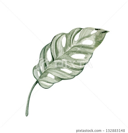 Watercolor illustration of a Monstera Monkey Mask leaf with elegant perforations. Tropical botanical artwork perfect for exotic design, jungle decor, and natural-themed compositions. 132883148