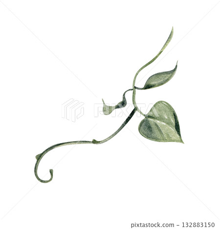 Delicate watercolor illustration of a tropical vine with green leaves. Perfect for botanical prints, jungle design, natural decor, and tropical-themed compositions. 132883150