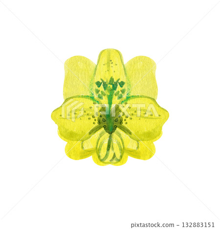 Watercolor illustration of a yellow orchid flower. Bright tropical botanical artwork perfect for floral prints, exotic design, natural decor, and elegant summer compositions. Watercolor illustration of a yellow orchid flower. Bright tropical botanical artwork perfect for floral prints, exotic design, natural decor, and elegant summer compositions. 132883151
