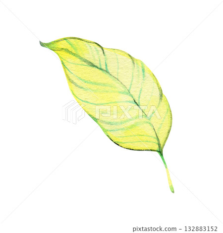 Bright watercolor illustration of a tropical leaf in shades of green and yellow. Perfect for botanical prints, summer designs, exotic art projects, and natural decor. Bright watercolor illustration of a tropical leaf in shades of green and yellow. Perfect for botanical prints, summer designs, exotic art projects, and natural decor. 132883152