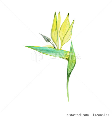 Watercolor illustration of a Strelitzia flower, symbol of Los Angeles. Tropical botanical artwork in green tones, perfect for exotic design, floral prints, and natural decor. 132883155