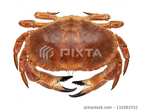Cooked crab isolated on white background, top view Cooked crab isolated on white background, top view 132883532