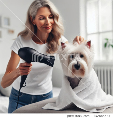 Freshly bathed Westie being blow-dried with a towel, clean bright studio setting ideal for pet care advertising and branding 132883584