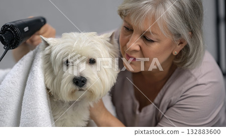 Freshly bathed Westie being blow-dried with a towel, clean bright studio setting ideal for pet care advertising and branding 132883600