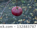 Last red apple hanging in autumn orchard garden tree branch 132883787