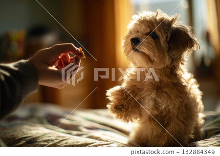 A young man holds a treat to guide a small dog balancing on a raised platform. The dog wobbles slightly but focuses intently on the reward during their training session 132884349