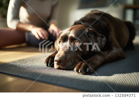 A Labrador lies comfortably on a mat, appearing relaxed after a training session. The setting is a cozy space, perfect for recovery and bonding with its owner 132884371