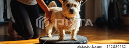 A small senior dog stands carefully on a balance disc as a young woman gently supports it, helping enhance its mobility and strength during a rehabilitation session, banner 132884382
