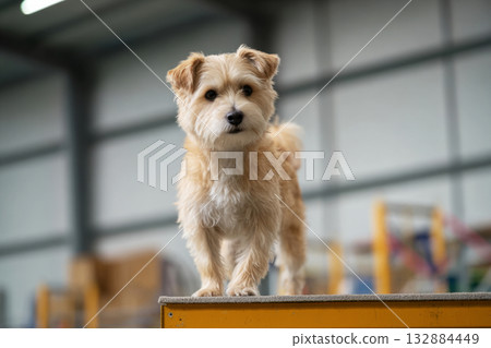 A small terrier is balancing expertly on a raised platform surrounded by various agility obstacles in a large training hall. The setting is ideal for physical fitness and recovery 132884449