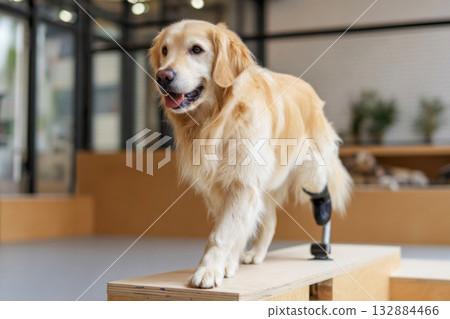 Golden retriever is carefully walking on a platform in a bright indoor dog gym. The session focuses on rehabilitation and strengthening mobility with supportive equipment 132884466