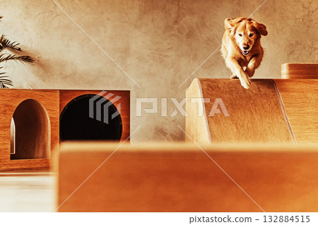 A golden retriever joyfully runs up a ramp in a dog-friendly gym designed for fitness and rehabilitation, surrounded by various platforms and tunnels for exercise 132884515