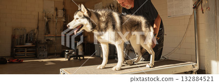 A husky stands on a balance platform while a trainer assists, focusing on improving the dog's mobility and strength during rehabilitation exercises in a gym setting, banner 132884521