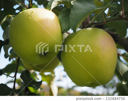Fresh apples after the rain (Harutsuki) (20251103111224) 132884730