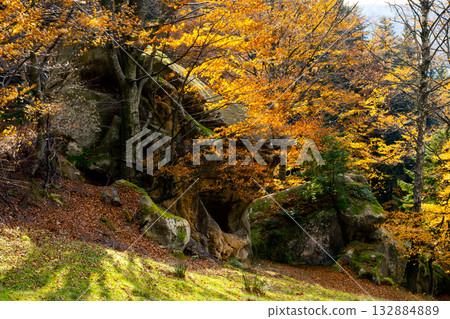 forest forest 132884889