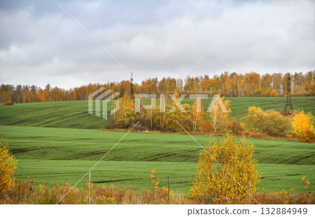 Autumn landscape with a field of winter wheat and trees and a high-voltage power line, Russia 132884949