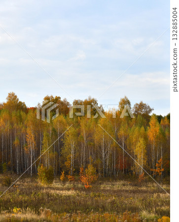 Autumn forest on a cloudy day, Russia 132885004