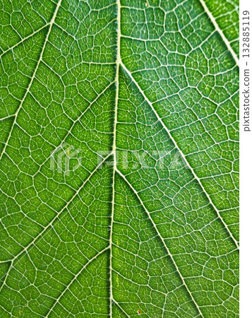 Green leaf veins macro texture, botanical natural pattern Green leaf veins macro texture, botanical natural pattern 132885119