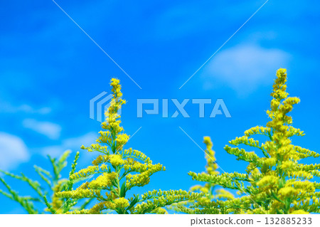 Solidago altissima shining against the blue autumn sky Solidago altissima shining against the blue autumn sky 132885233