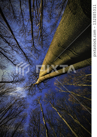 Into the Infinity of the Forest Into the Infinity of the Forest 132885311