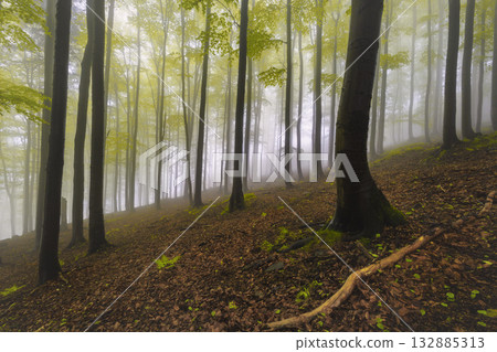 Silence of the Forest in Haze Silence of the Forest in Haze 132885313