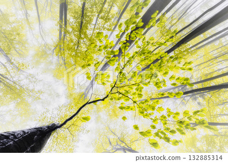 Golden Leaves in the Mist Golden Leaves in the Mist 132885314